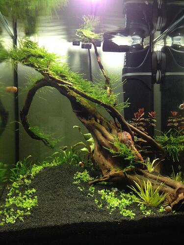 Mitt Sakura Kar - 23.jpg