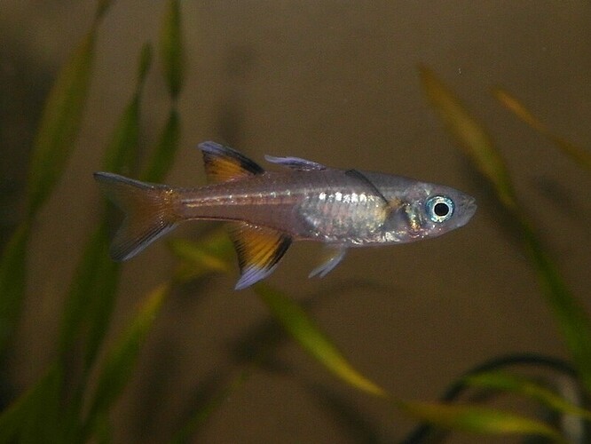 Pseudomugil signifer.jpg