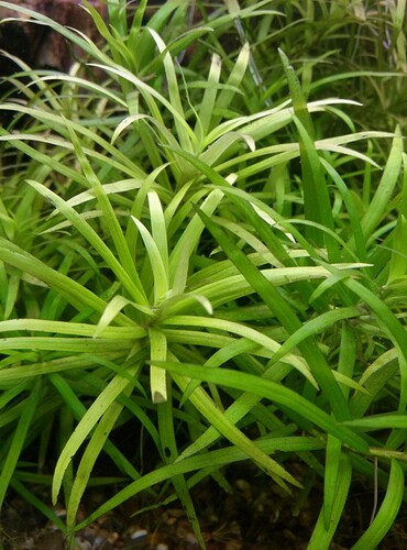 Heternanthera zosterifolia 2.jpg