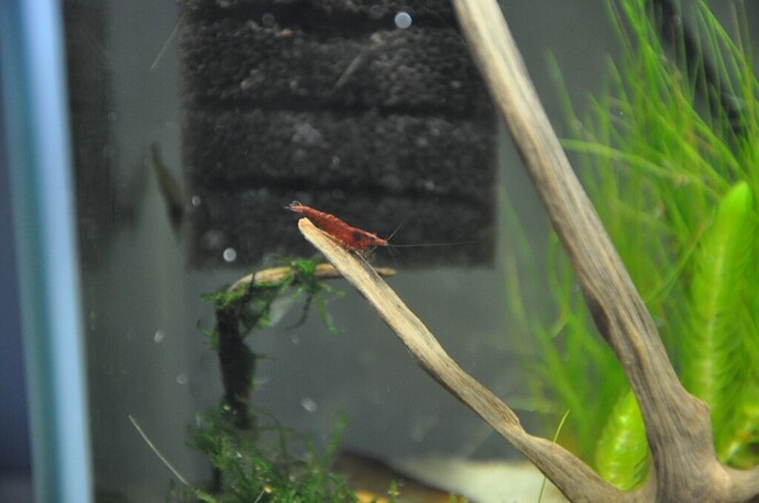 körsbärs räka 2.JPG