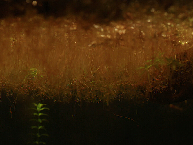 azolla rötter.jpg