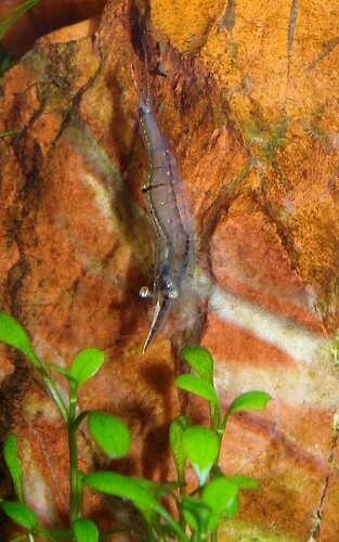 Caridina gracilirostris  (7).jpg