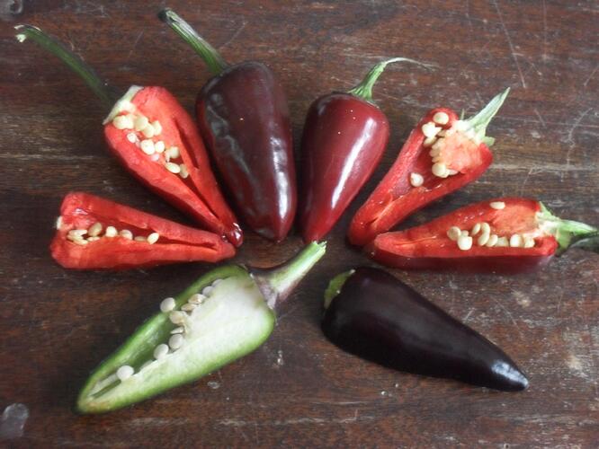 Jalapeño purple frukter.jpg