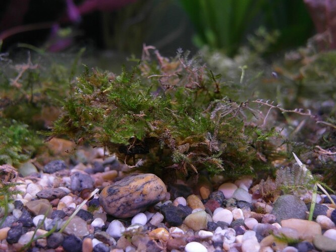 Moss after 11 days 2.jpg