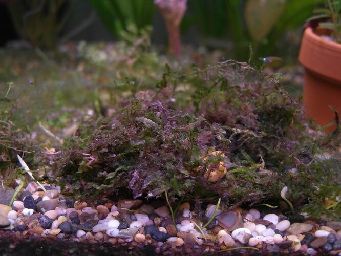 Moss after 11 days 1.jpg