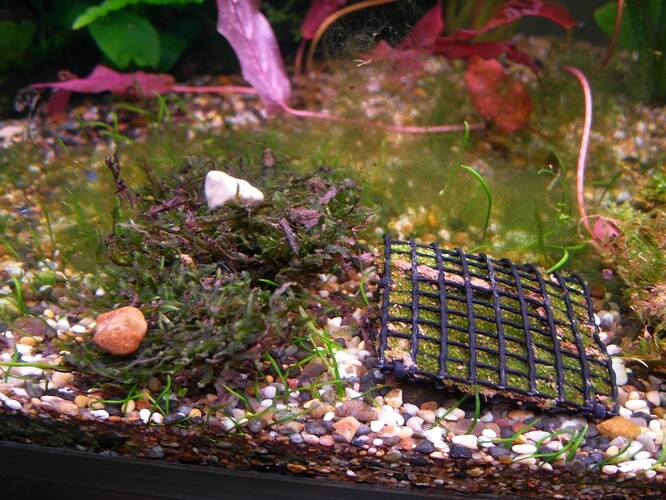 AquaticMagic Mossor  (6).jpg