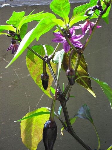 jalapeño purple m blommor o frukt 4 LITEN.jpg