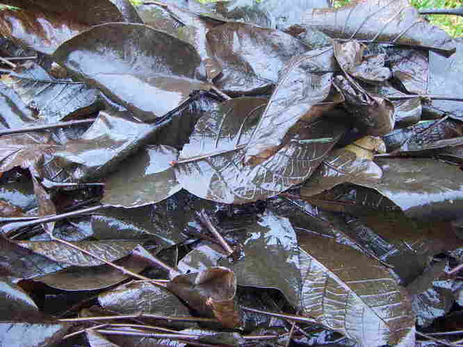 gissalovet.jpg