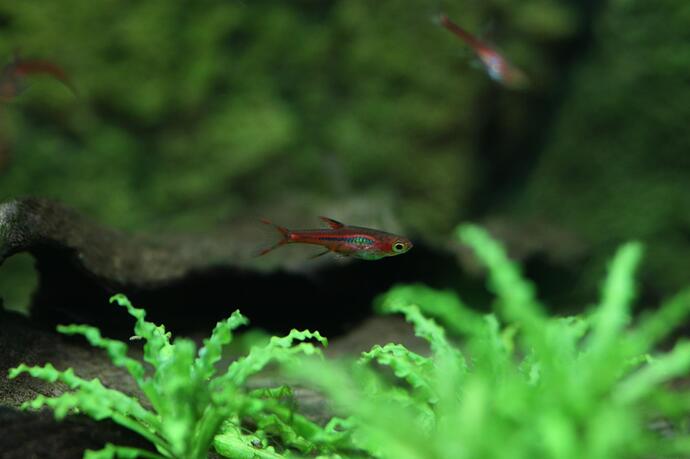 Boras birgitae 2.jpg