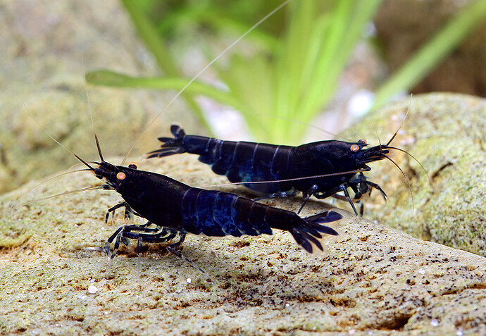 2 Blue Berry Tiger (Preusenblaue).jpg