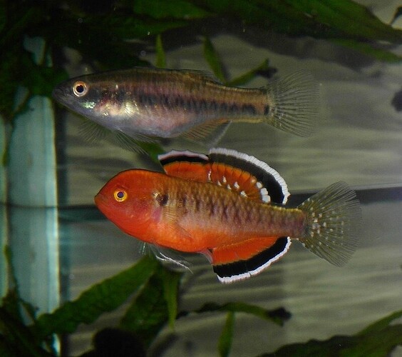Empire Gudgeon.pair.jpg
