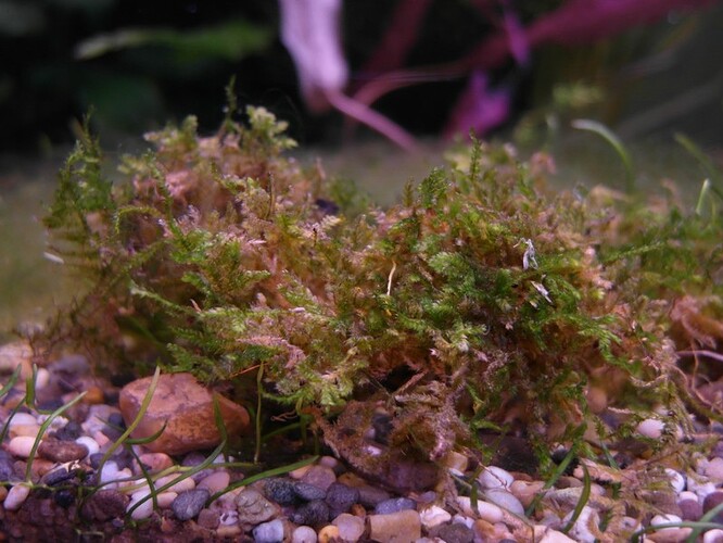 Moss after 11 days 3.jpg