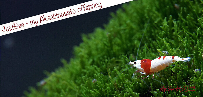 JustBee-Akaebinosato.jpg