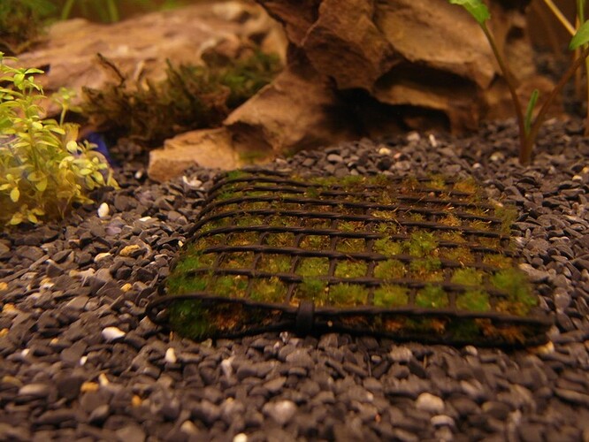 Moss after 11 days 5.jpg