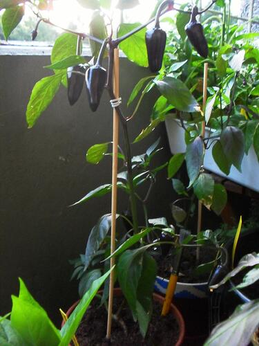 jalapeño purple.jpg