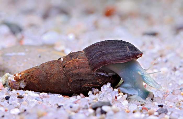 blue snail.jpg