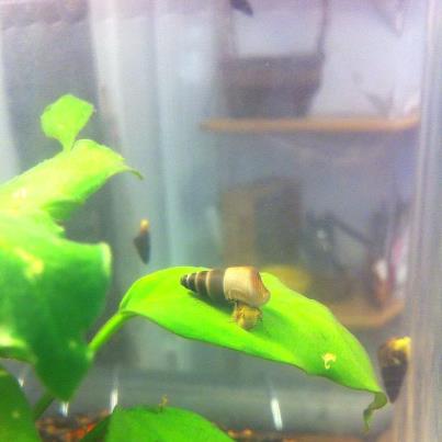 akvarie.jpg