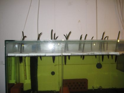 mangrove skott.jpg