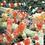 wotan